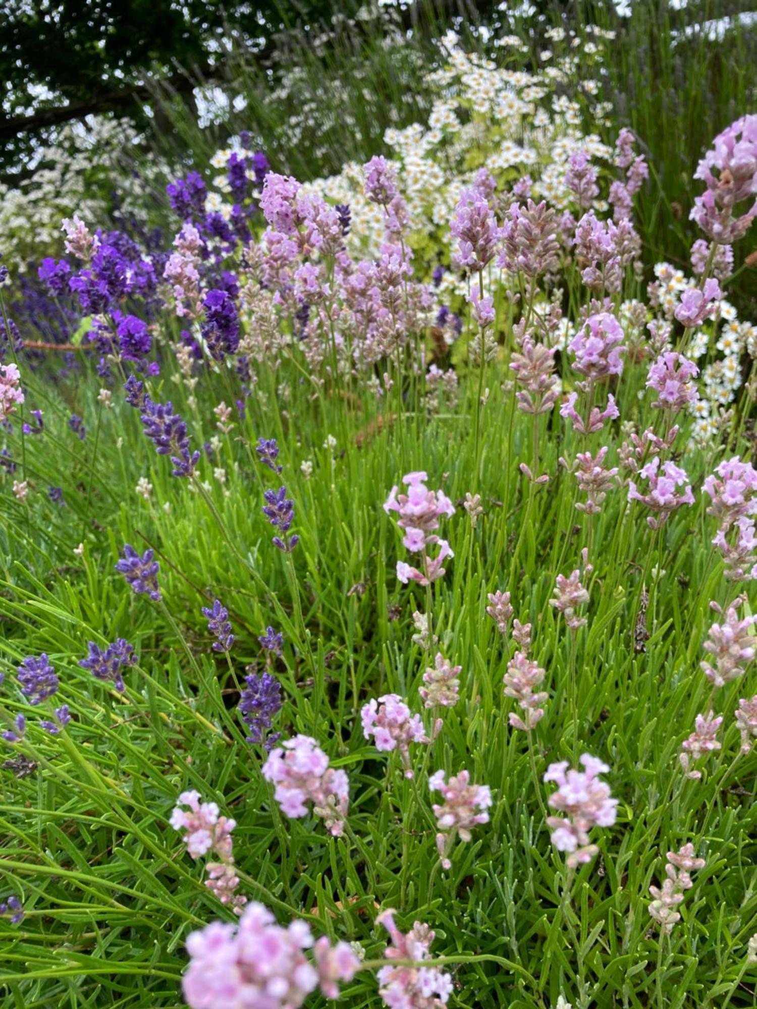 Lavender Cottage Γκλόστερ Εξωτερικό φωτογραφία